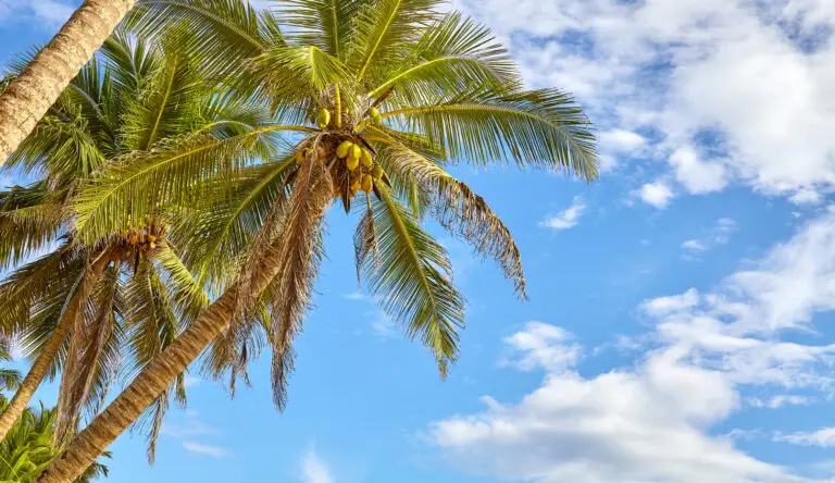 Looking for a Mosquito Control Near Me In Weston, Florida