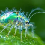 exotic soft scale insect