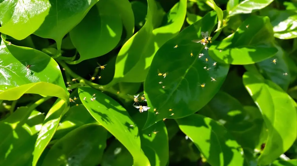 Nature's Little Pest Control Team: How Good Bugs Fight Whiteflies on South Florida Hedges 2 fig whitefly host overview