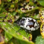 invasive pest infestation study