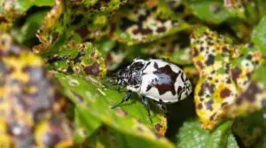 invasive pest infestation study