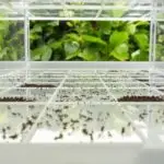 laboratory bioassay studies termites