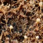 microbial community in termites