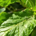 natural enemies of fig whitefly
