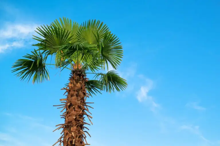 Looking for a Ant Control Near Me In Weston, Florida