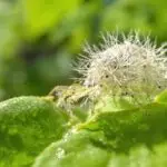 papaya mealybug invasion report