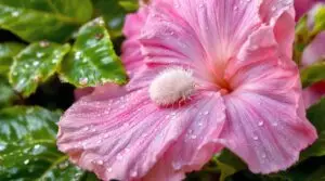 Pink Mealybug Life Cycle on Three Hibiscus Varieties In South Florida