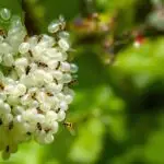 rugose spiraling whitefly activity