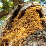 termite threat to trees
