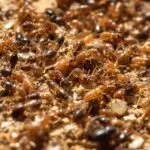 termite virus like symptoms observed