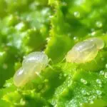 whitefly host plant preference