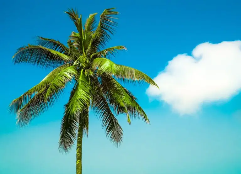 Looking for Pest Control Near Me In Cooper City, FL