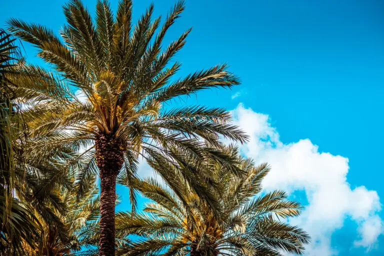 Looking for Lawn Care Near Me In Southwest Ranches, FL