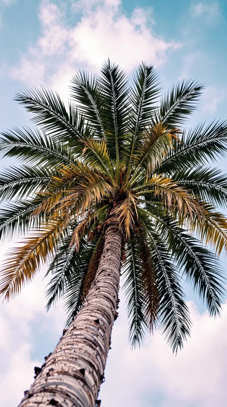 Looking for Pest Control Near Me In Plantation Florida