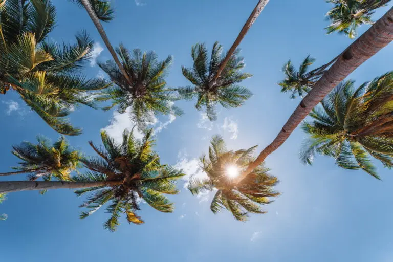 Looking for Pest Control Near Me In Parkland Florida