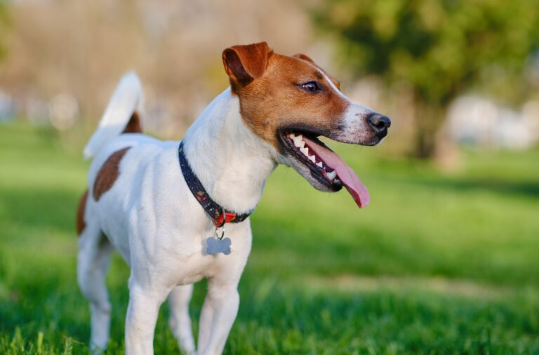 How We Help You Achieve a Lush, Safe & Eco-Friendly South Florida Lawn