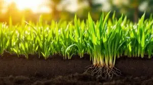 fulvic acids for grass