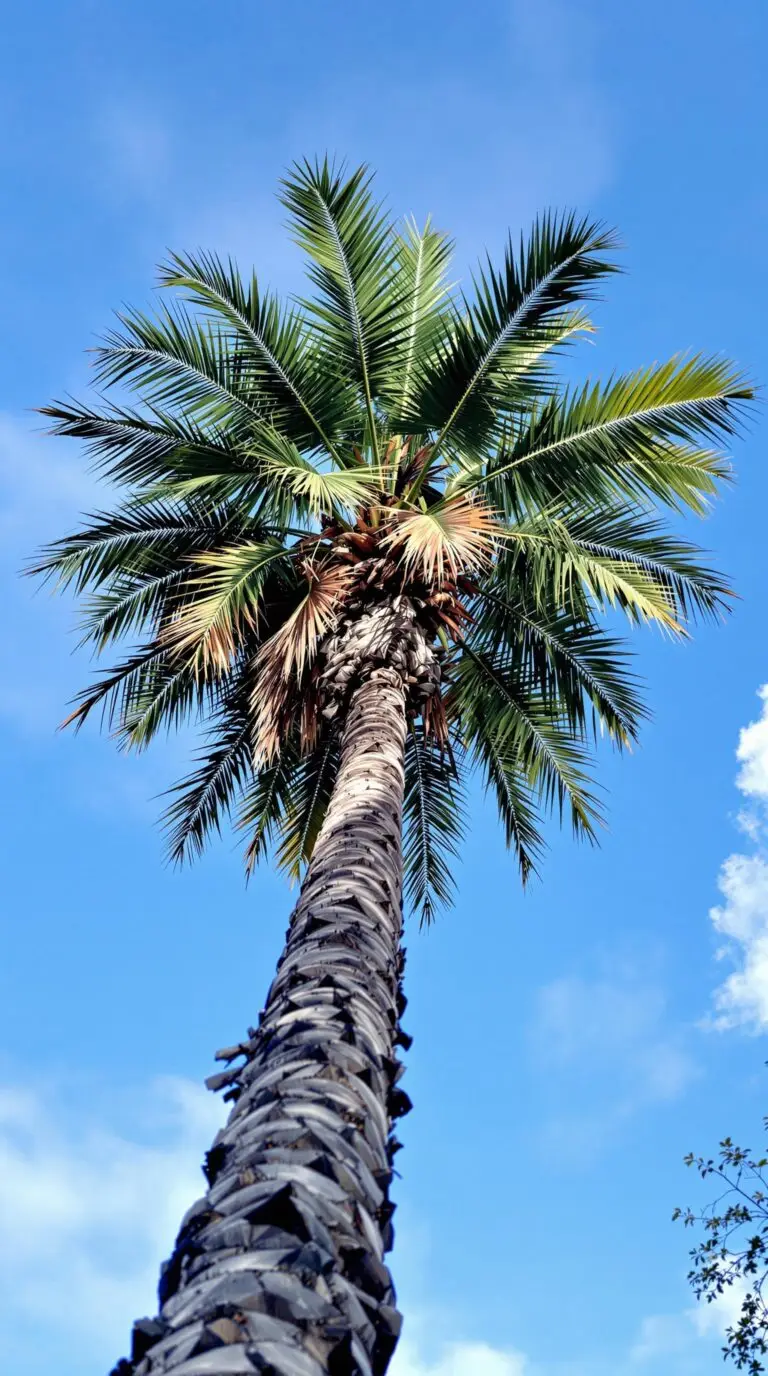 Looking for Mycorrhizal Soil Inoculation Near Me In Florida