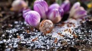 crocus bulb toxicity study