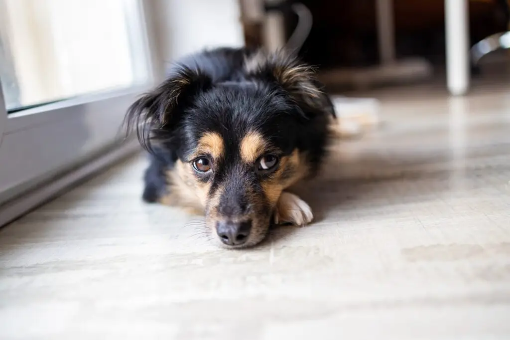 How We Can Help You Get Rid of Pest in Hialeah FL.