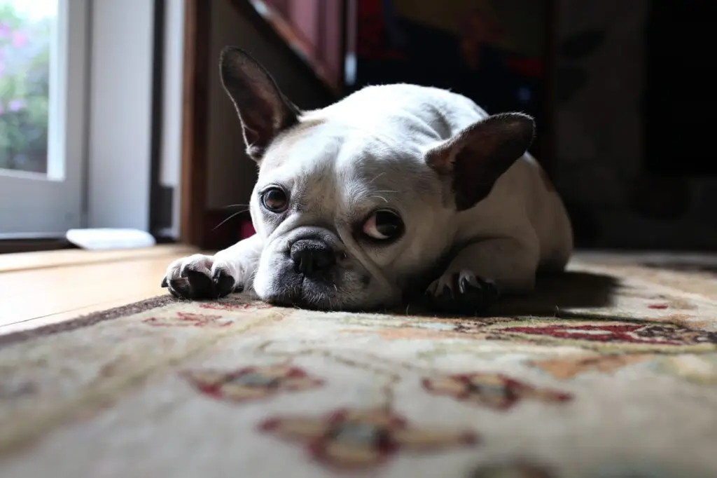 How We Can Help You Get Rid of Pest in Palmetto Estates FL.