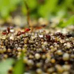 insect growth regulators control ants