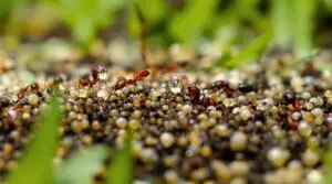 The Effects of Insect Growth Regulators For The Control Of Imported Fire Ants.