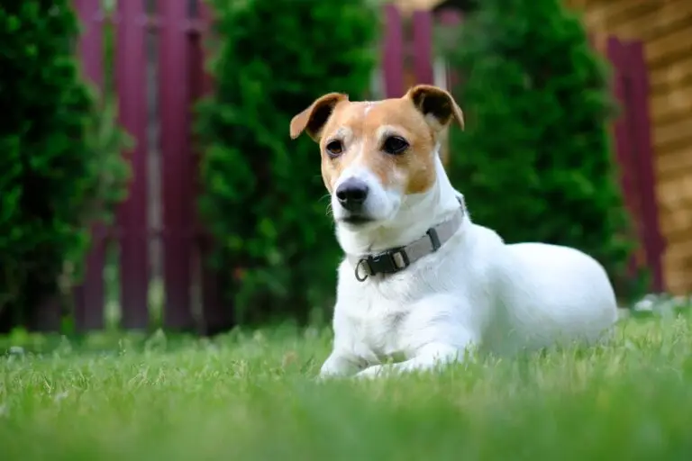 Why Choose NaturePest for Fire Ant Control in South Florida?