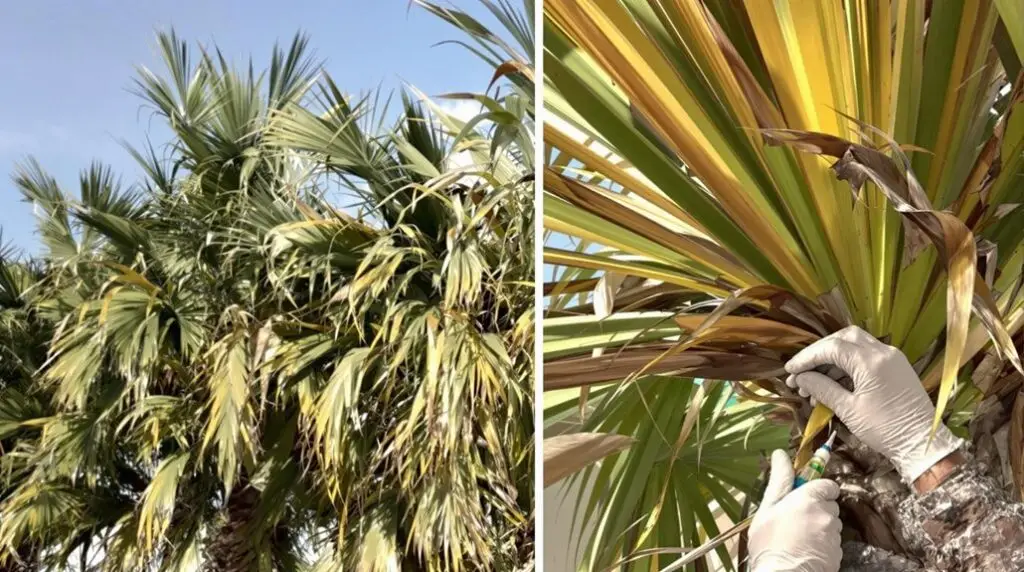 lethal bronzing disease management