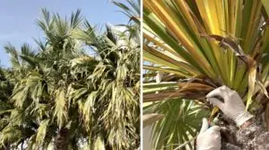 lethal bronzing disease management