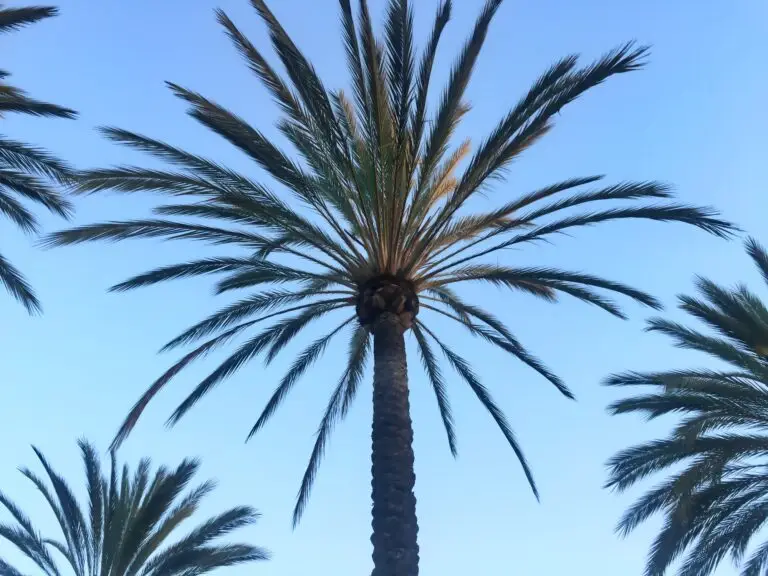 Looking for Mosquito Misting System Near Me In South Florida