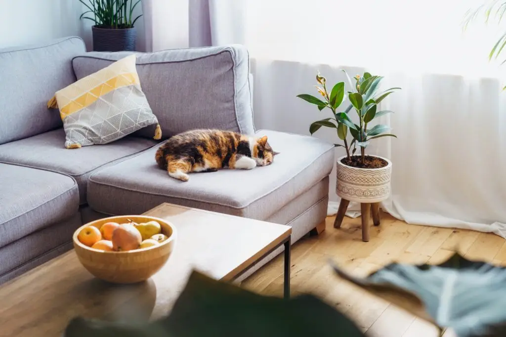 How We Can Help You Get Rid of Pest in Kendall West FL.