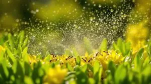 sophora flavescens insecticidal effects