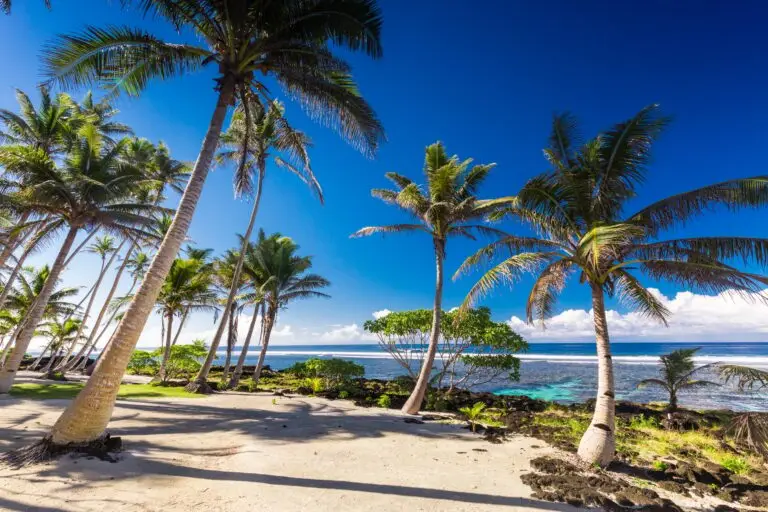 Why Choose NaturePest for Pest Control in Palm Tree Injections in South Florida