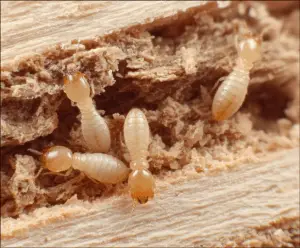 Close-up image of drywood termite droppings (frass) on a windowsill in a South Florida home, showing their distinctive oval shape and color variation.