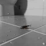 A common earwig with visible pincers on a damp bathroom tile floor, a typical sight in humid South Florida homes.